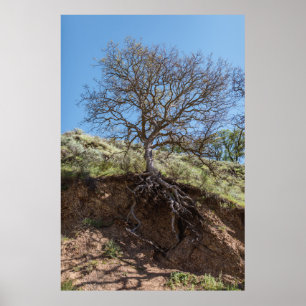 Bare träd på berget under dagen poster