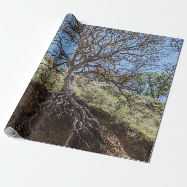 Bare tree on mountain during day presentpapper (Utrullad)