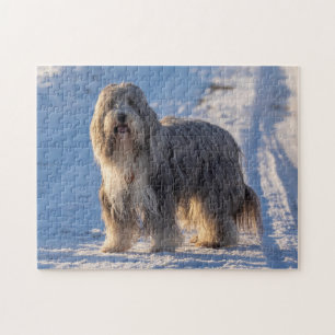 Bärgad kollie i snö pussel