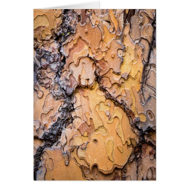 Bark av tallen Ponderosa, Washington Hälsningskort (Framsidan)