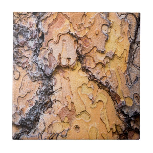 Bark av tallen Ponderosa, Washington Kakelplatta (Framsidan)