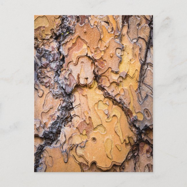 Bark av tallen Ponderosa, Washington Vykort (Framsida)