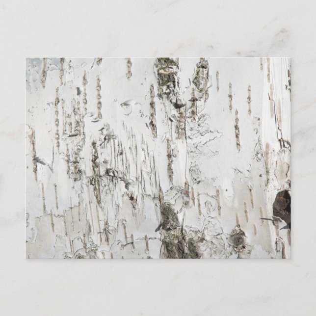 BARK BIRCH VYKORT (Framsida)