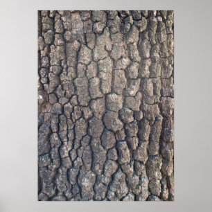 Bark i flygplan träd poster