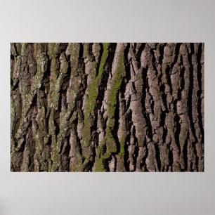 Bark träd oak moss poster
