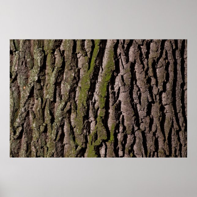 Bark träd oak moss poster (Framsidan)
