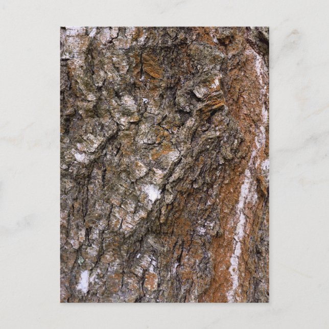 Bark träd vykort (Framsida)