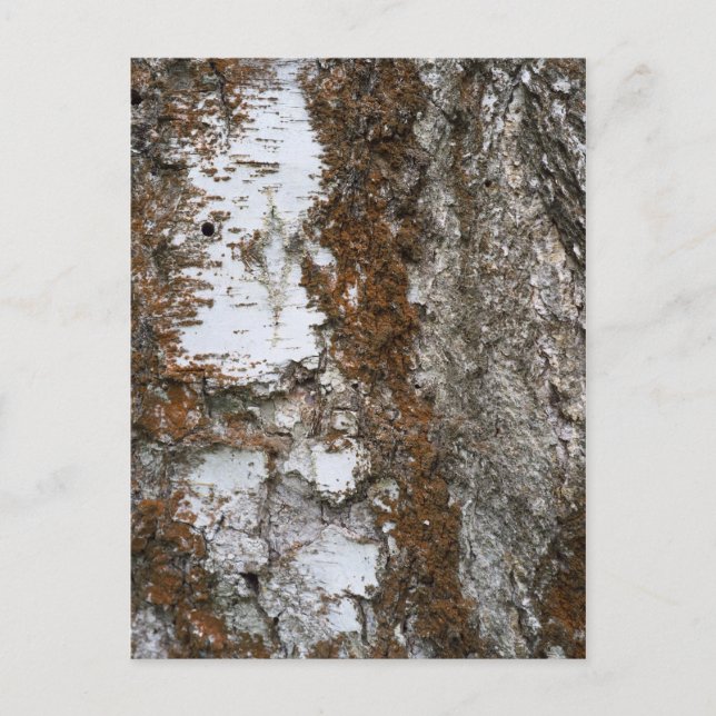 Bark träd vykort (Framsida)