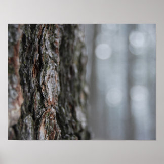 Bark vid Träd Poster