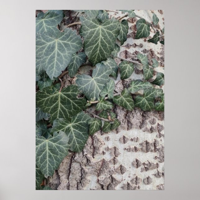 Bark wooden mönster poster (Framsidan)