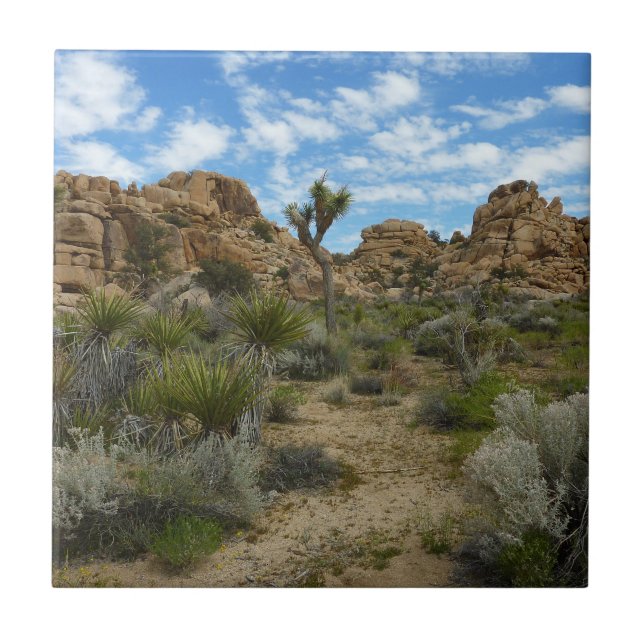 Barker Dam Loop Trail vid Joshua Tree National Par Kakelplatta (Framsidan)