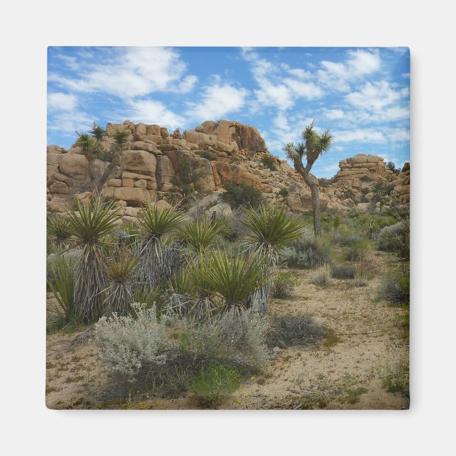 Barker Dam Loop Trail vid Joshua Tree National Par Magnet (Framsidan)
