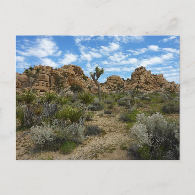 Barker Dam Loop Trail vid Joshua Tree National Par Vykort (Framsida)