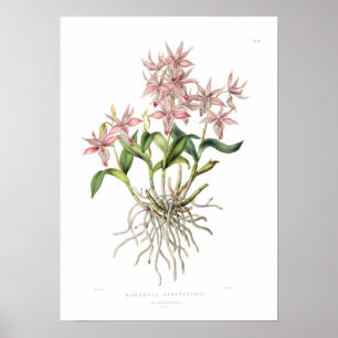 Barkeria spectabilis vid Fröcken Drake. Poster