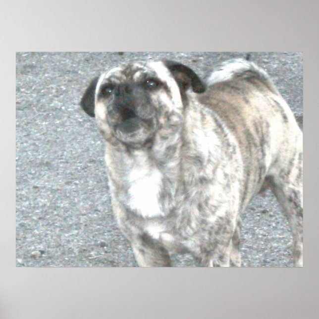 Barking Bull Dog Poster (Framsidan)