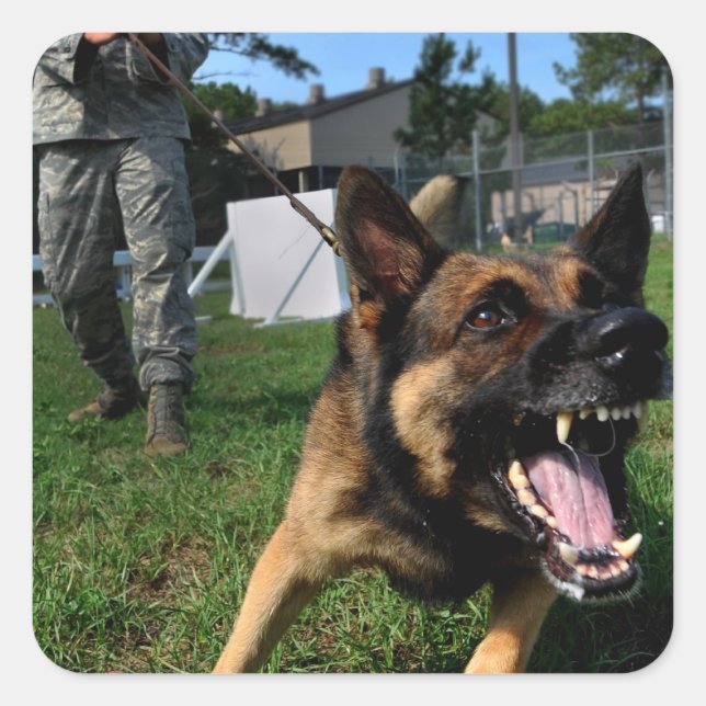 Barking German Shepherd Fyrkantigt Klistermärke (Framsida)