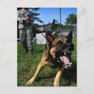 Barking German Shepherd Vykort