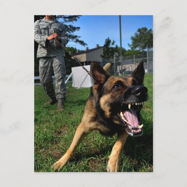 Barking German Shepherd Vykort (Framsida)