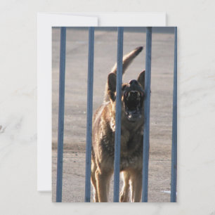 Barking hund