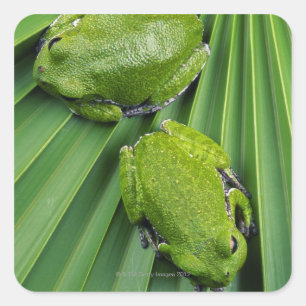 Barking Träd Frog (Hyla gratiosa) Fyrkantigt Klistermärke