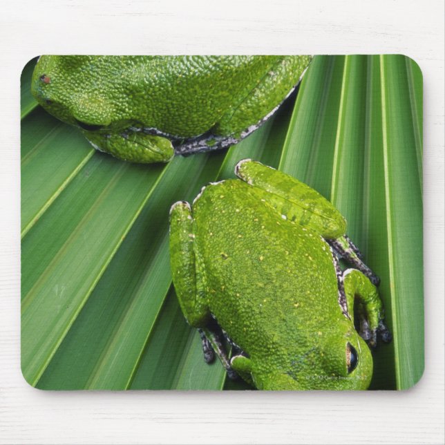Barking Träd Frog (Hyla gratiosa) Musmatta (Framsidan)
