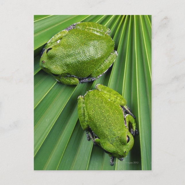 Barking Träd Frog (Hyla gratiosa) Vykort (Framsida)