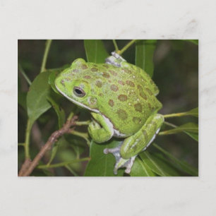 Barking Träd Frog - vykort