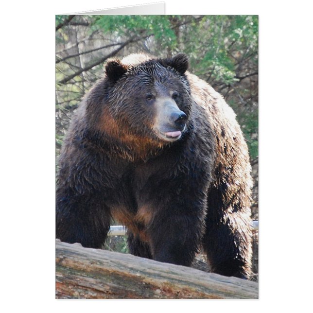 Bärkort Hälsningskort (Framsidan)