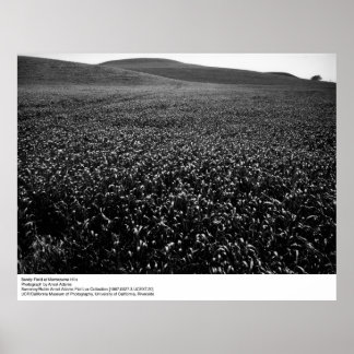 Barley Fält i Montezuma Backe av Ansel Adams Poster
