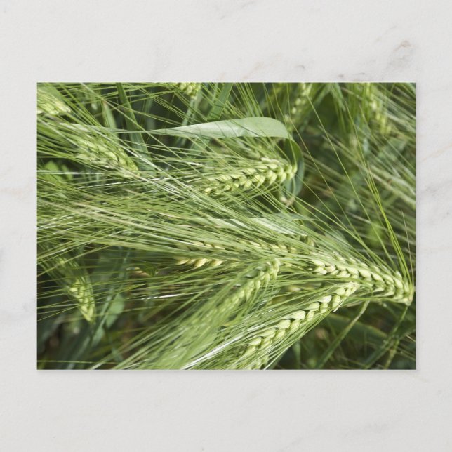 Barley Fält Vykort (Framsida)