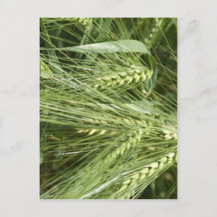 Barley Fält Vykort