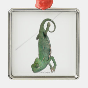 Barn beslöjad kameleont, Chamaeleocalyptratus Julgransprydnad Metall