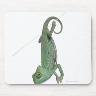 Barn beslöjad kameleont, Chamaeleocalyptratus Musmatta