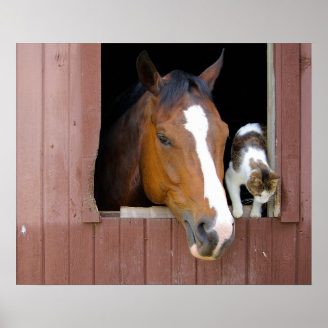 Barn Buddies Poster (Framsidan)