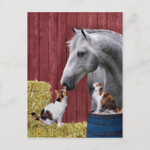 "Barn Buds" vykort