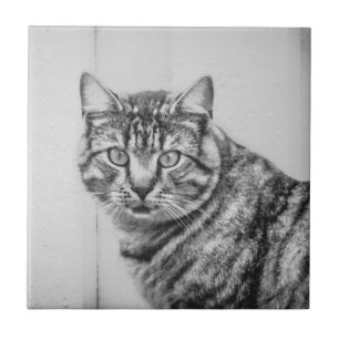 Barn Cat Black and White Animals Ceramic Tile Kakelplatta