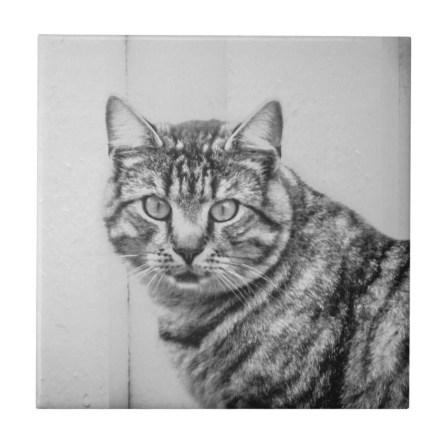 Barn Cat Black and White Animals Ceramic Tile Kakelplatta (Framsidan)