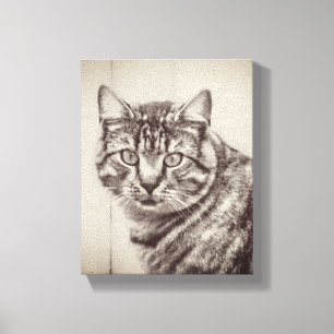 Barn Cat Boskap 8 x 10 Canvastryck