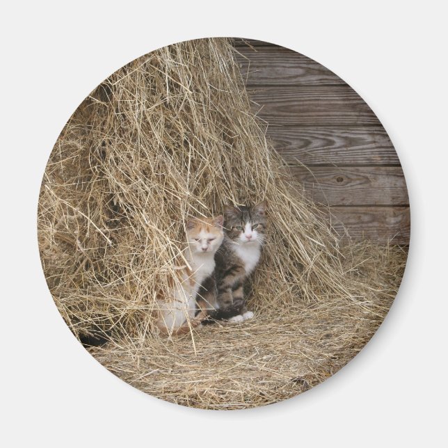 Barn Cat Magnet (Framsidan)