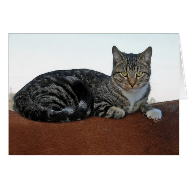 Barn Cat on Horse Hälsningskort (Framsidan Horizontal)