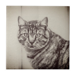 Barn Cat Sepia Brown Animals Ceramic Tile Kakelplatta
