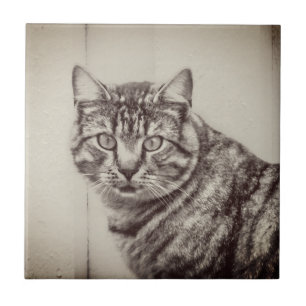 Barn Cat Sepia Brown Animals Ceramic Tile Kakelplatta