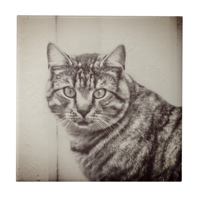 Barn Cat Sepia Brown Animals Ceramic Tile Kakelplatta (Framsidan)