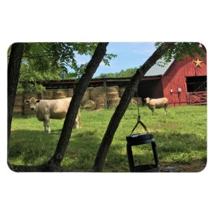 Barn & Cows, Rural North Carolina Kanvastryck Magnet