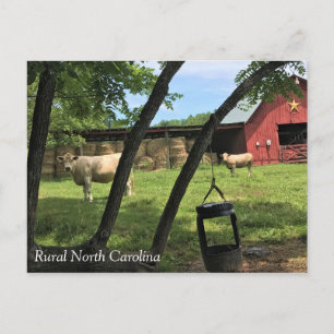 Barn & Cows, Rural North Carolina Kanvastryck Pos Vykort