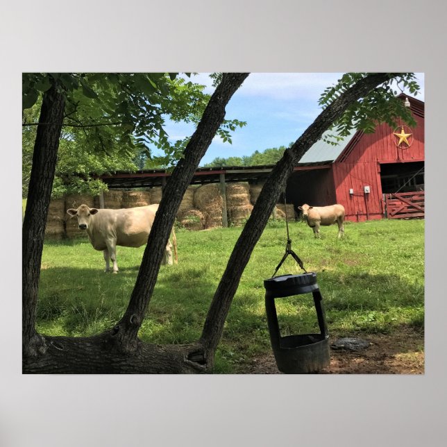 Barn & Cows, Rural North Carolina Poster (Framsidan)