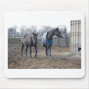 Barn Farm Horse Buddies Musmatta