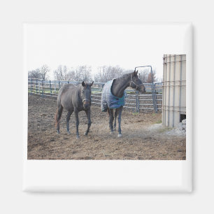 Barn Farm Horses Magnet