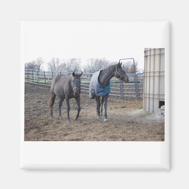 Barn Farm Horses Magnet (Framsidan)