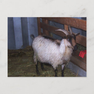 Barn Goat 4 Vykort